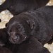 Pup Pictures