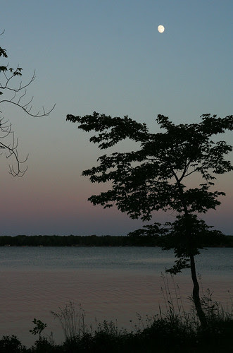 Twilight Gradient, Silhouetted Tree, and Moon