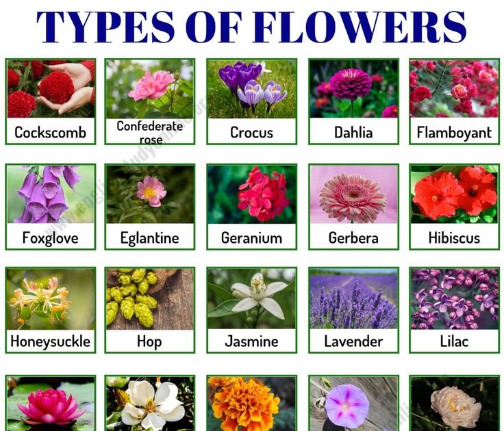 Flowers Name List With Meaning