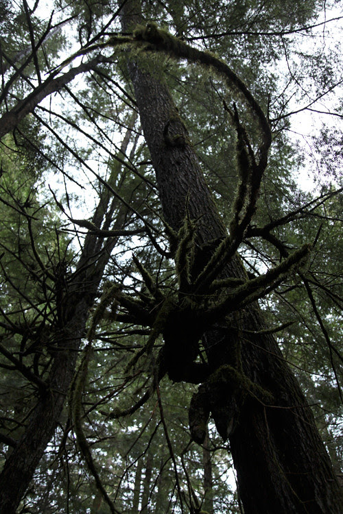 tree forms, Kasaan, Alaska