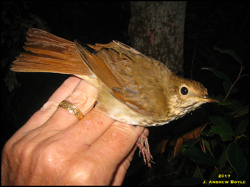Hermit Thrush Hermit Thrush