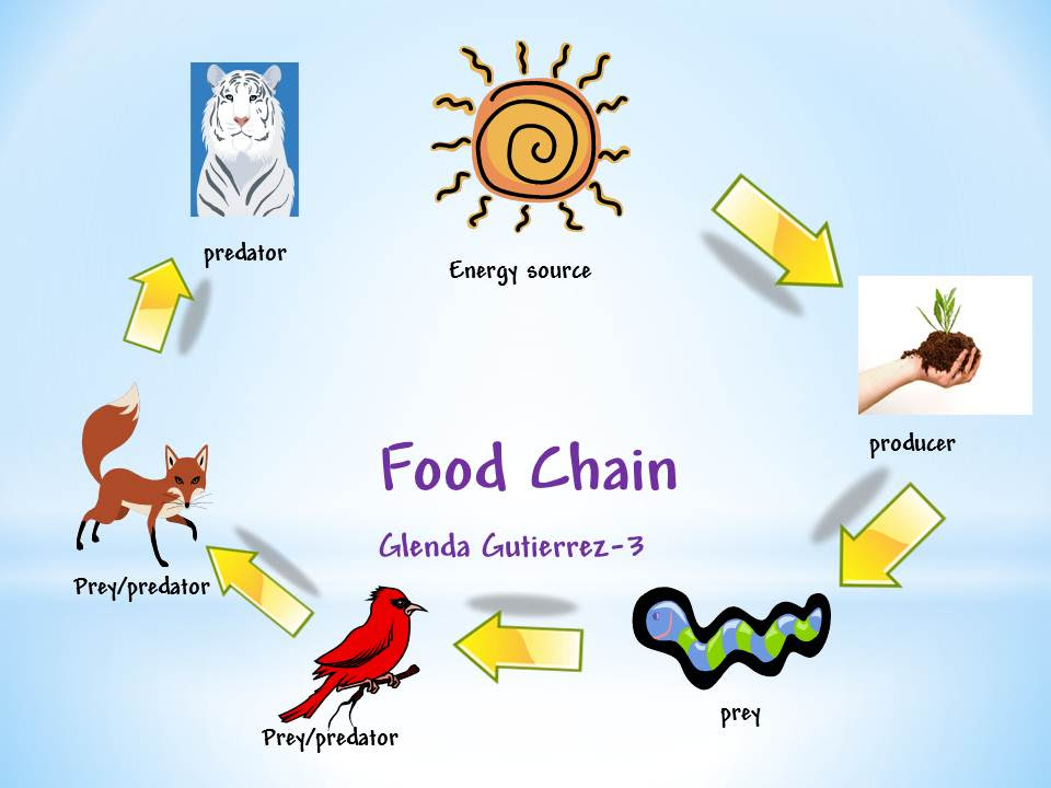 21 Images Fox Food Chain Diagram Biology Diagrams