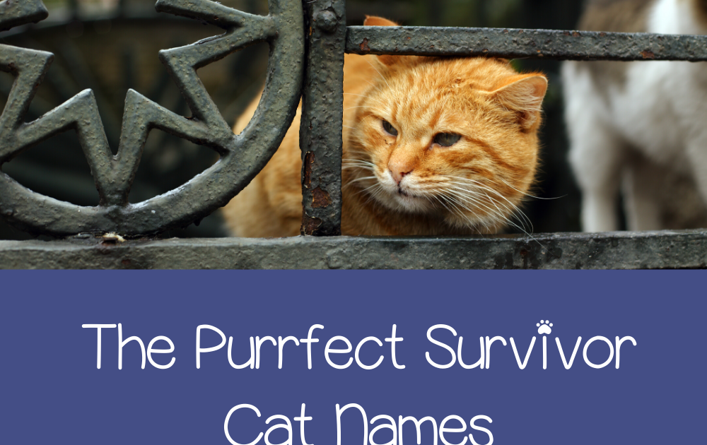 Popular Cat Name Japanese | Care About Cats