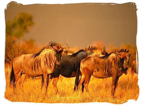 Blue wildebeest (gnu) on the African savannah - Best African Safaris, Africa safari wildlife park, safari vacation