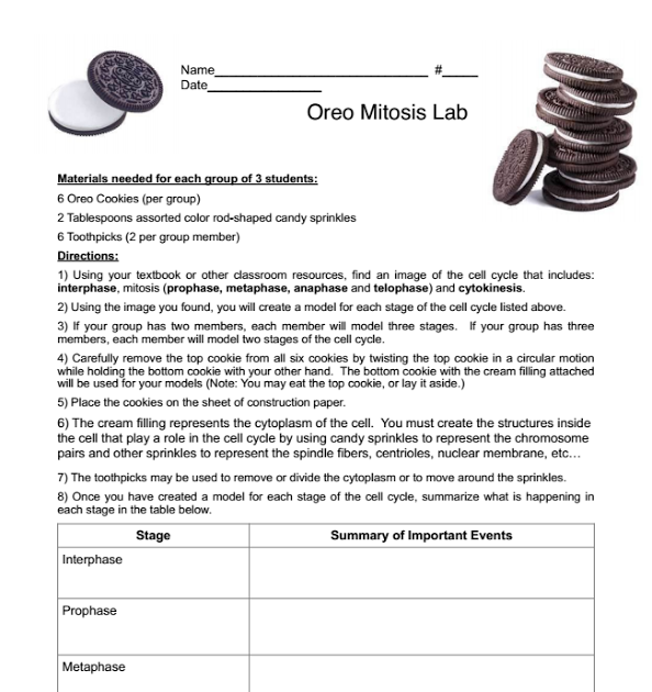 Cell Cycle Student Worksheet Answer Key / Role Of P53 In The Cell Cycle