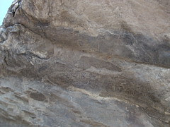 Joggins rock