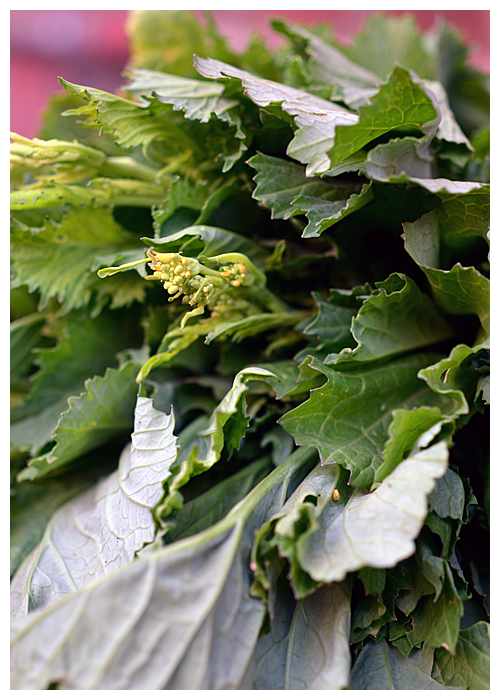Cime di Rapa© by Haalo
