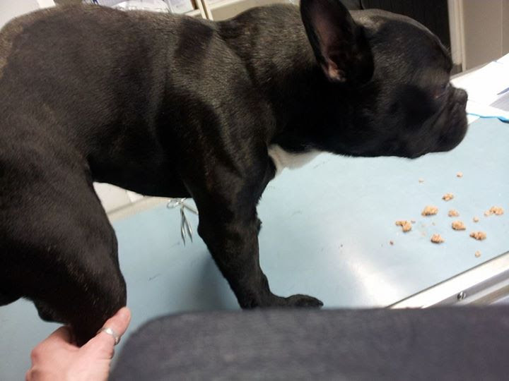 Einzigartig Gaumensegel Op Hund Kosten