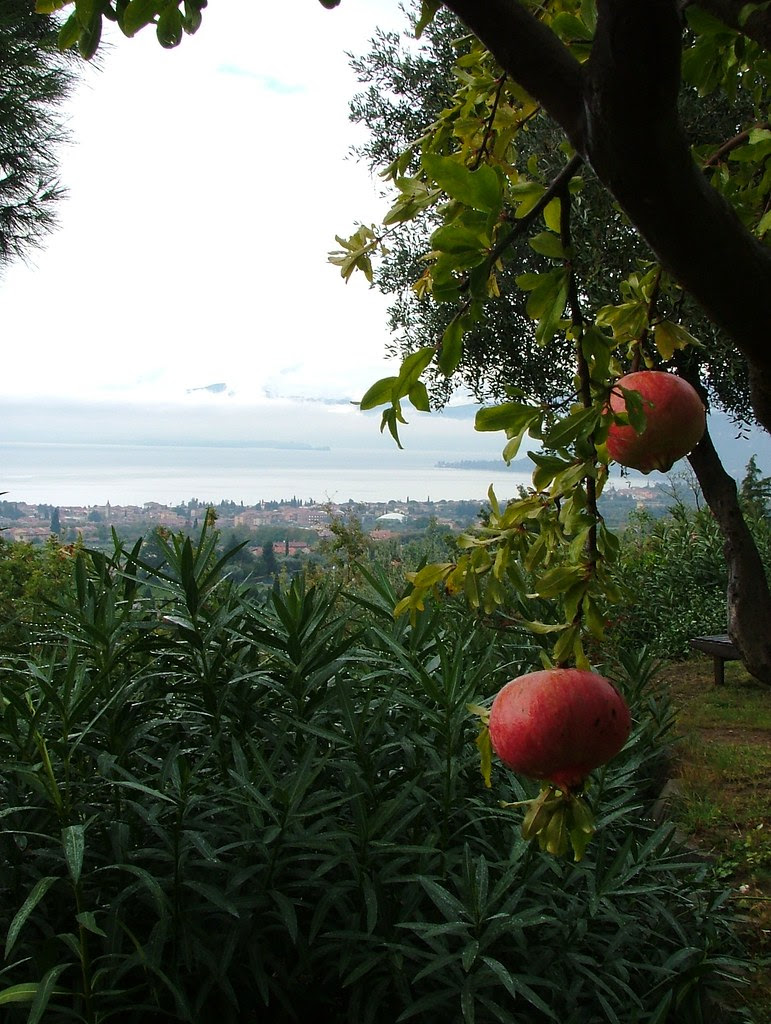 pomegranate - melograne