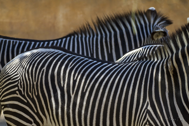 LA Zoo zebras