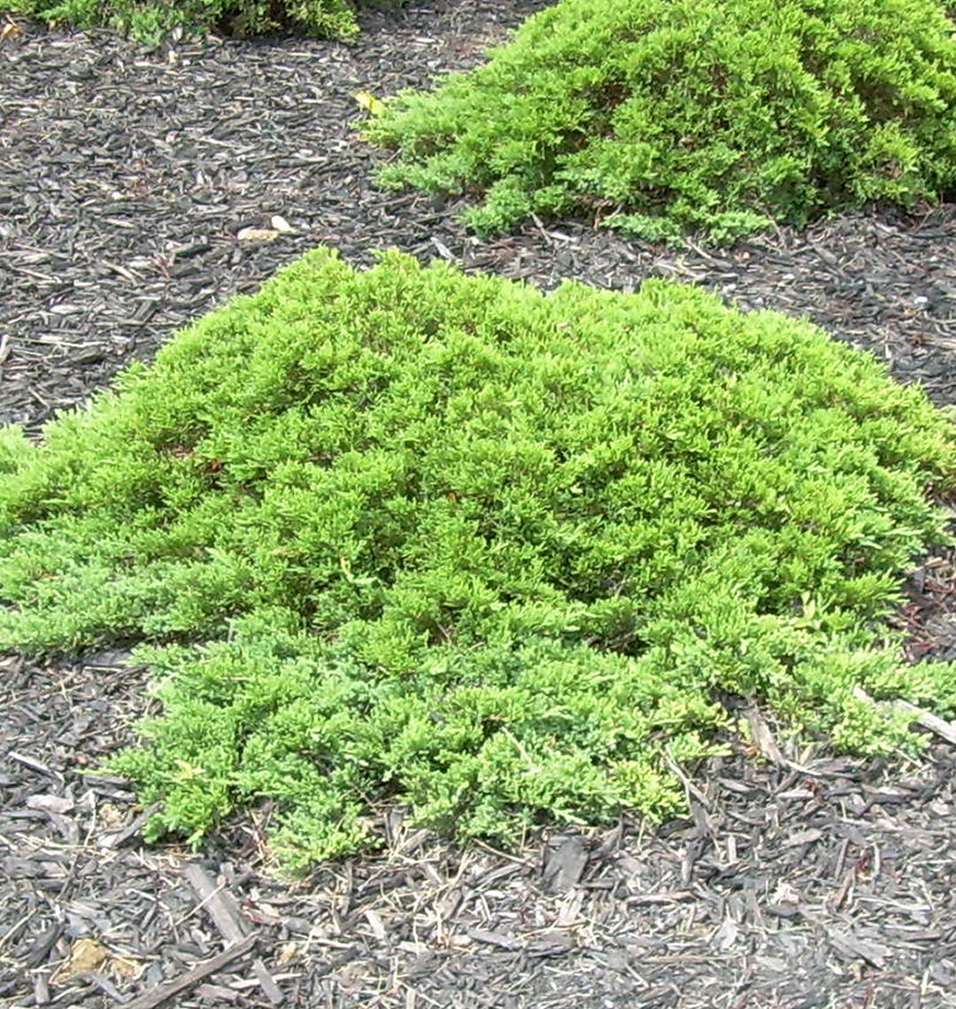 Blue Star Juniper Japanese Garden labuedesign