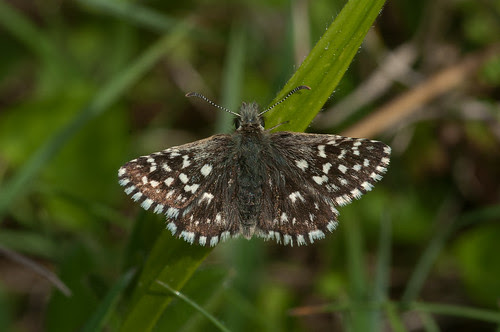 Grizzled Skipper