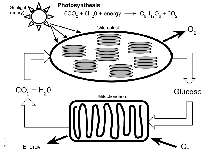 Cellular Respiration Diagram Worksheet - worksheet
