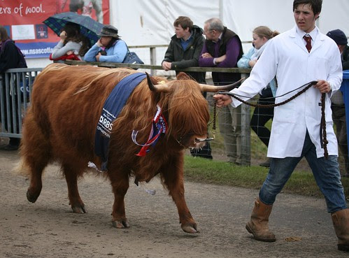 Cattle Parade