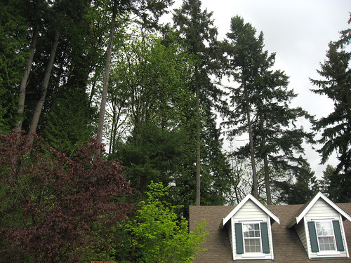 lots of trees