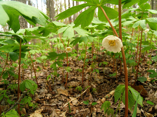 Mayapples
