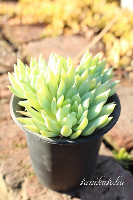 すべての美しい花の画像 エレガント多肉 植物 ファンファーレ