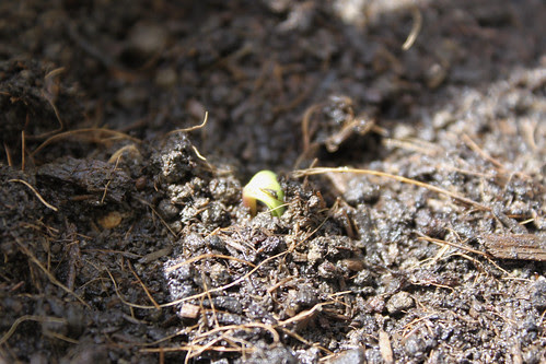 grosse Wachsblume Keimling