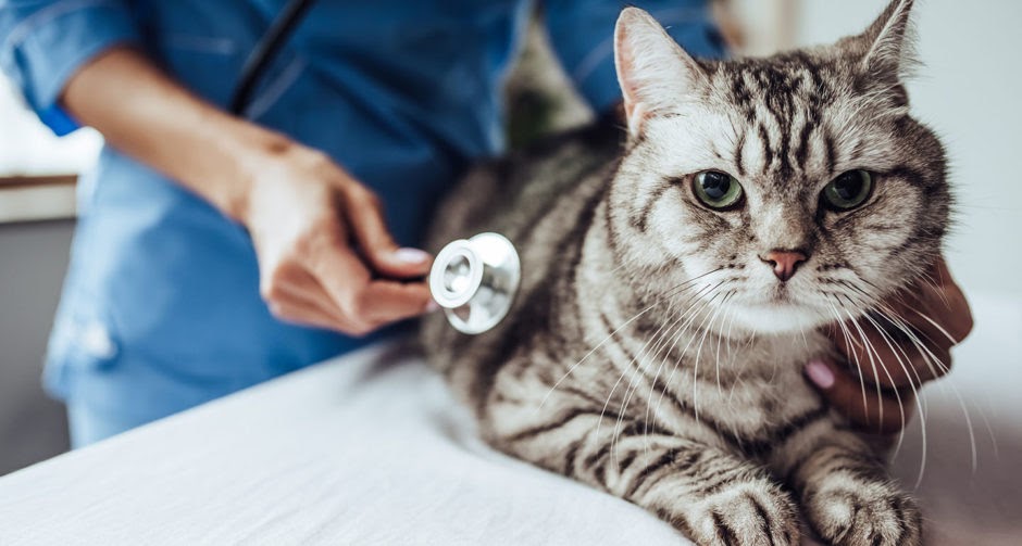 Leukemia Vaccine For Cats Side Effects