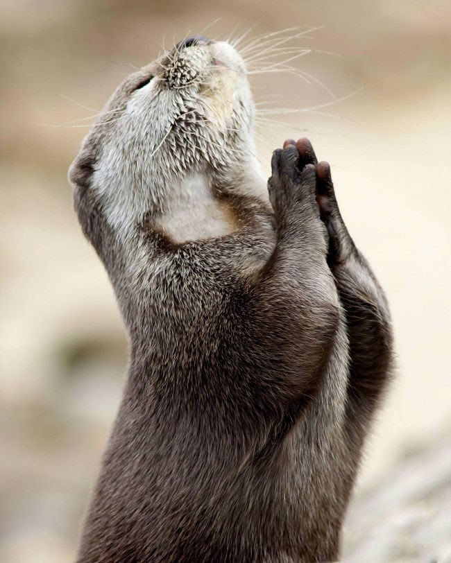 25 animals that know how to properly ask for cookies