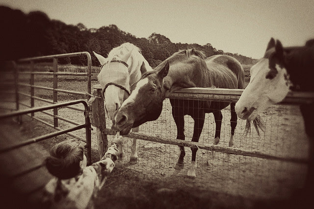 farm-horses2-vintage