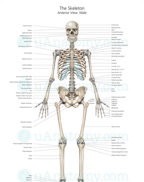 Major Bones In The Human Body - dispensablery