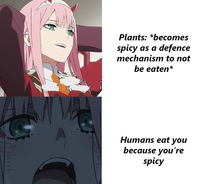 Borger Meme Zero Two - Meme Mania