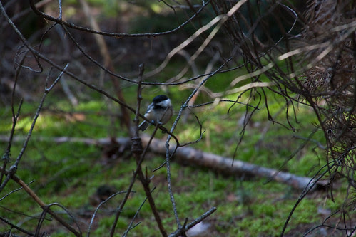 Chickadee in the Woods