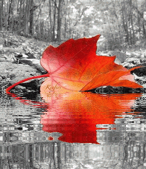 Color Splash, Animated Gifs, Animated Graphics, Animated Gifs, Animated Landscapes, Animated Landscape, Leaves. Reflections, Water Reflections, Keefers