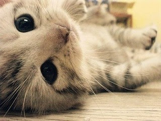 可愛い猫の画像 癒し猫画像５０選！お気に入りのいやしネコ見つけてくださいね！！