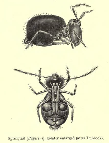 CollembolaBMNH
