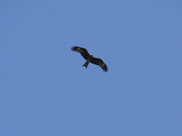 黑鳶、老鷹/無限台南