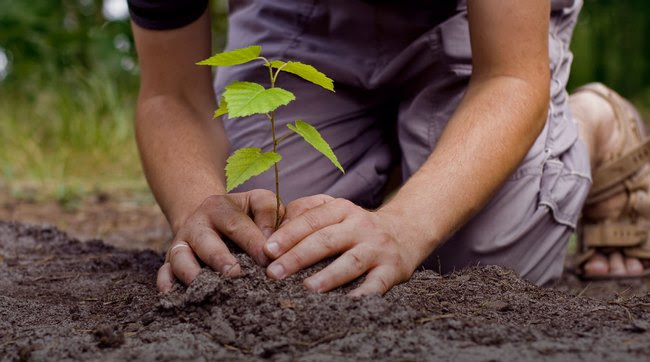 sapling sapling