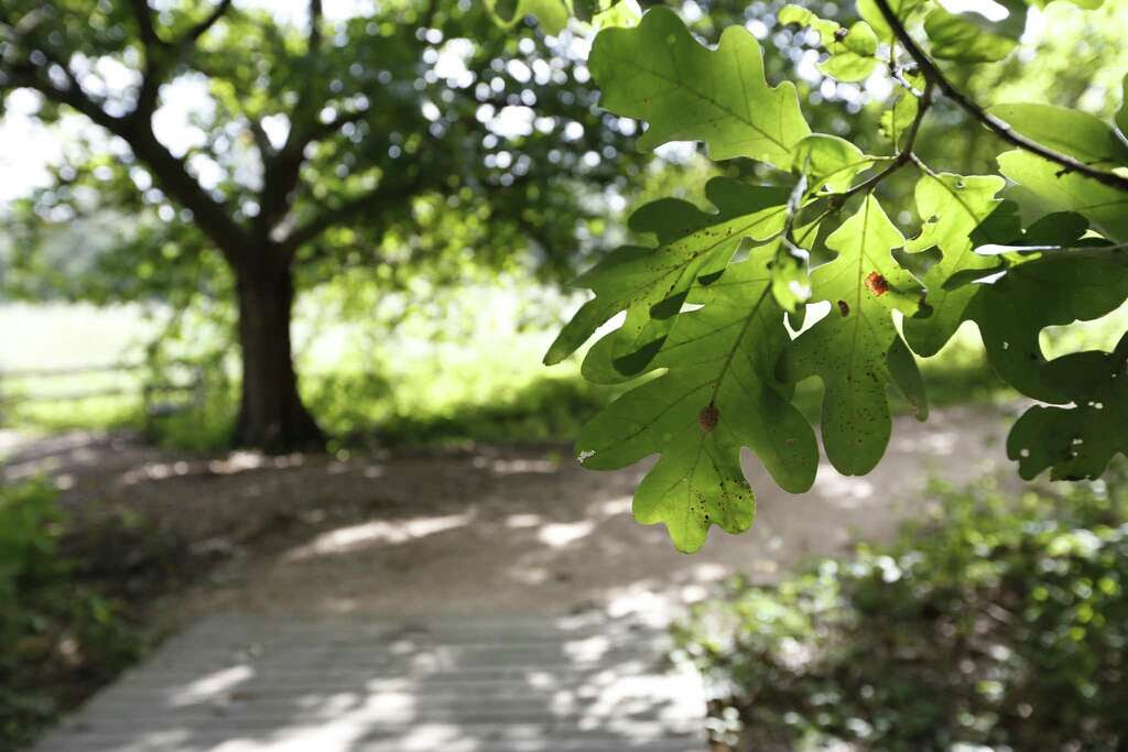 The Houston Arboretum & Nature Center's master plan and capital campaign for new facilities, wildscapes and paths, will dramatically improve "the silent giant" that accounts for 10 percent of Memorial Park at its western edge. Photo: Steve Gonzales, Staff / © 2015 Houston Chronicle
