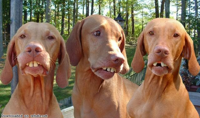 http://www.worstcartoonsever.com/wp-content/uploads/2009/03/dog_teeth.jpg