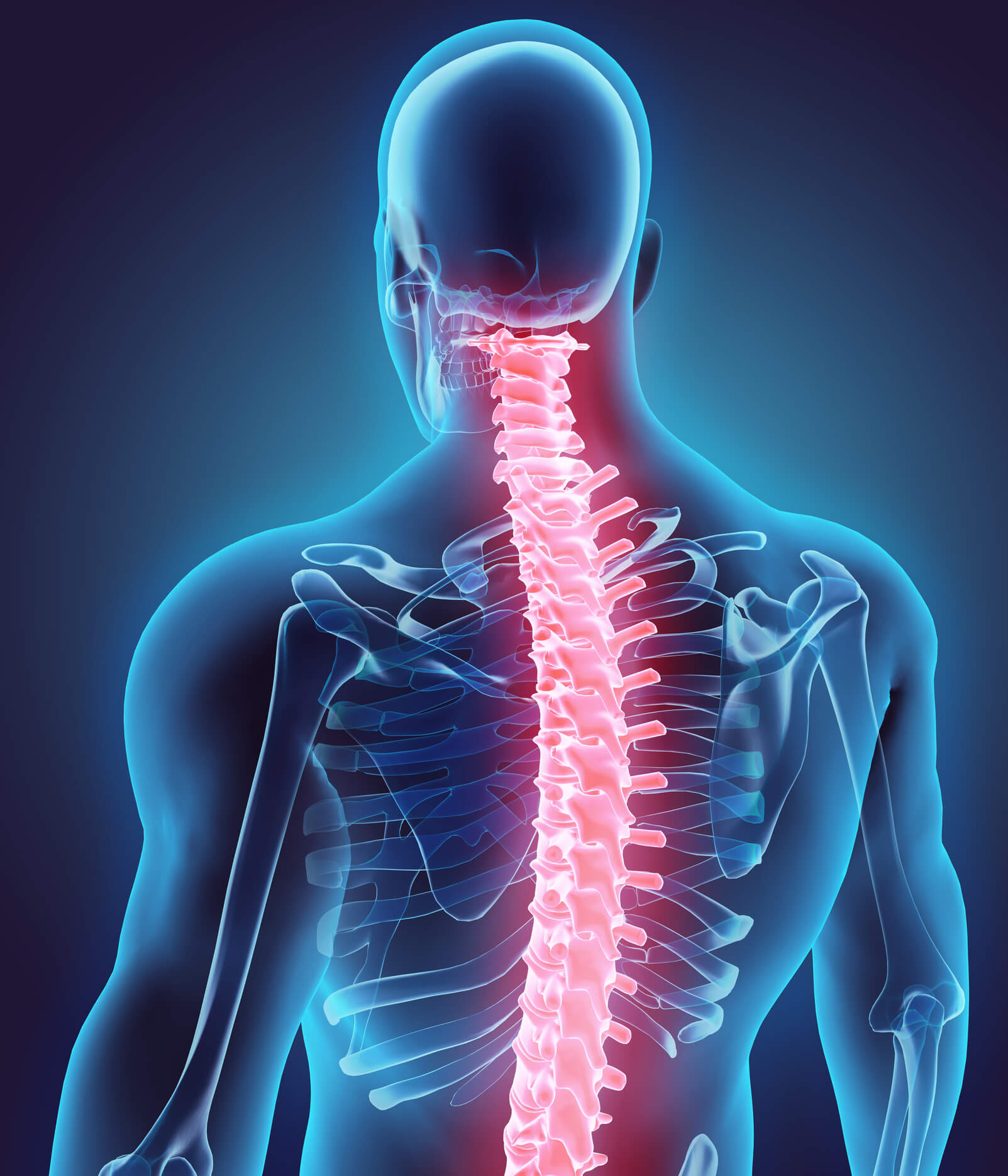 Female Lower Back Anatomy Internal Organs Lumbar Spin - vrogue.co