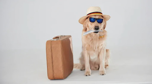 Why Choose Asiapata for Pet Shipping?
