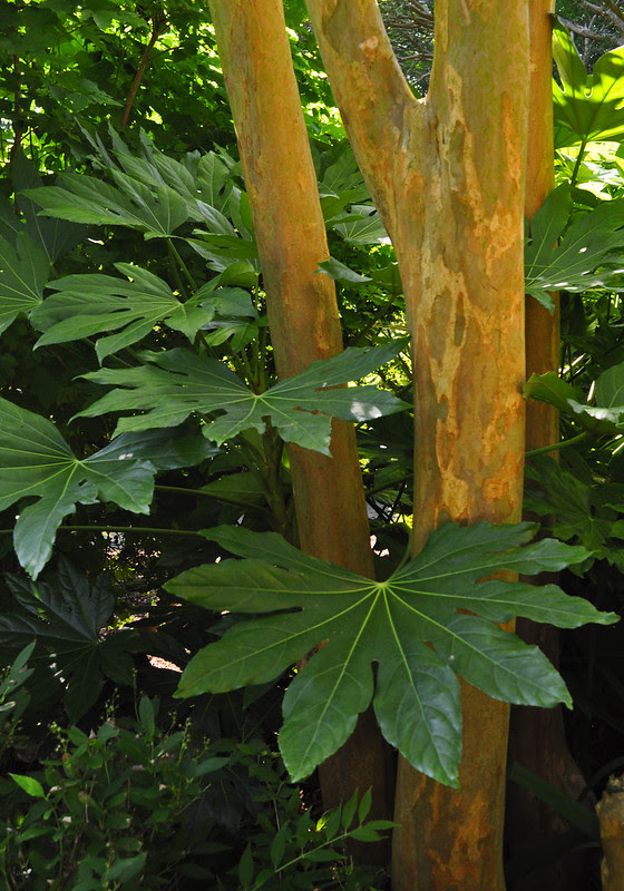 Eyre Hall (Fatsia and Crape Myrtle)