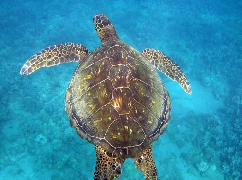 hawksbill-vs-green-sea-turtle-shell-the-green-hawksbill-and-loggerhead-turtle-three-beautiful