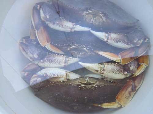 2012 Dungeness Crab