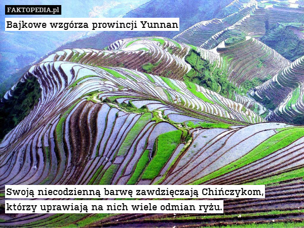 Bajkowe wzgórza prowincji Yunnan – Bajkowe wzgórza prowincji Yunnan










Swoją niecodzienną barwę zawdzięczają Chińczykom,
którzy uprawiają na nich wiele odmian ryżu. 