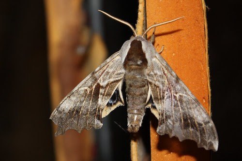 One-eyed Sphinx Moth