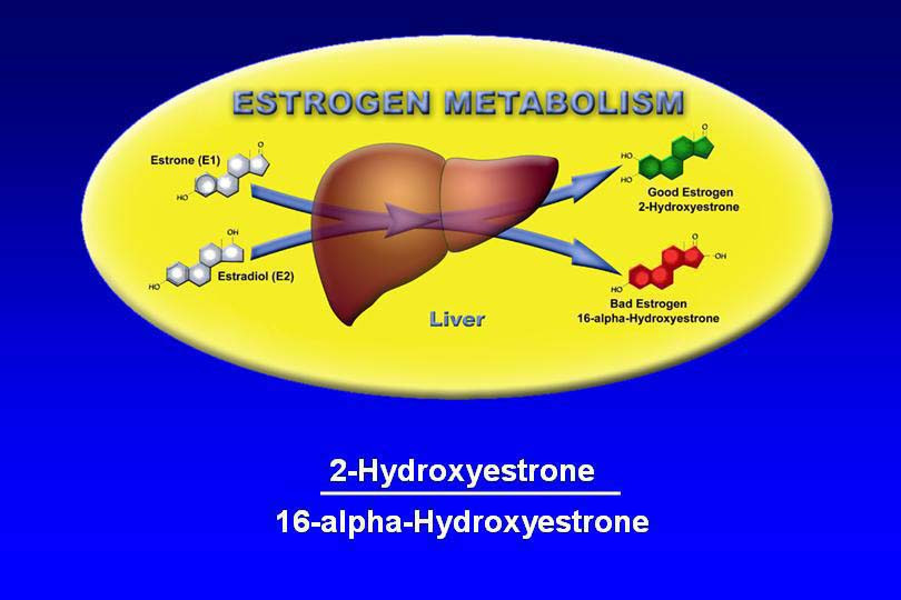 Вывести эстроген. Метаболизм половых гормонов в печени. Эстрогены и печень. Биотрансформация эстрогенов в печени. Метаболизм эстрогенов в печени.
