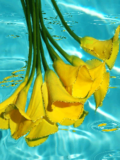 Цветы в воде
