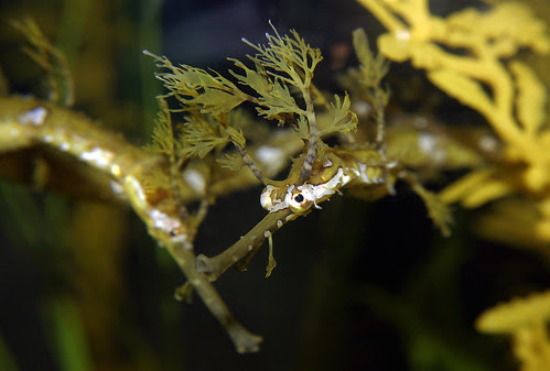 Ribboned Sea Dragons