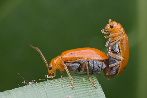 Look Ma, No hands! Yeehaw!!!   IMG_7340 copy leaf beetle sex mating 