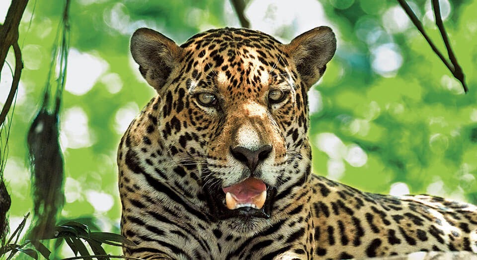 Jaguar Tropical Rainforest Animals / » Top 10 Dangerous Animals In The