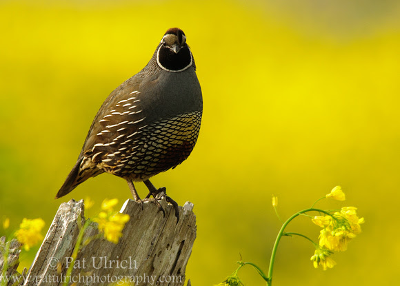 Photograph of a California quail set against wildflowers in Point Reyes National Seashore