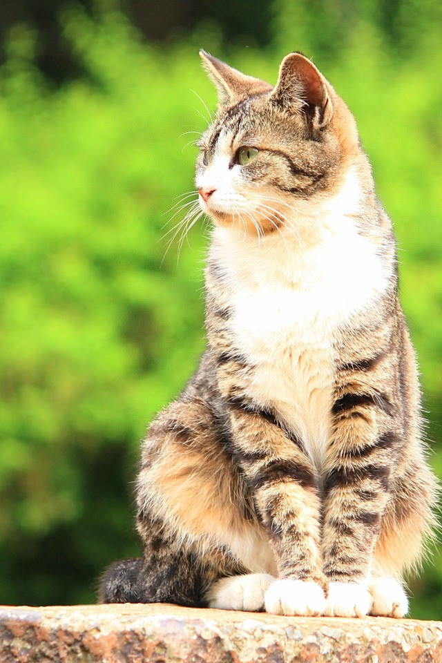 ディズニー画像ランド これまでで最高のiphone 壁紙 猫 かわいい