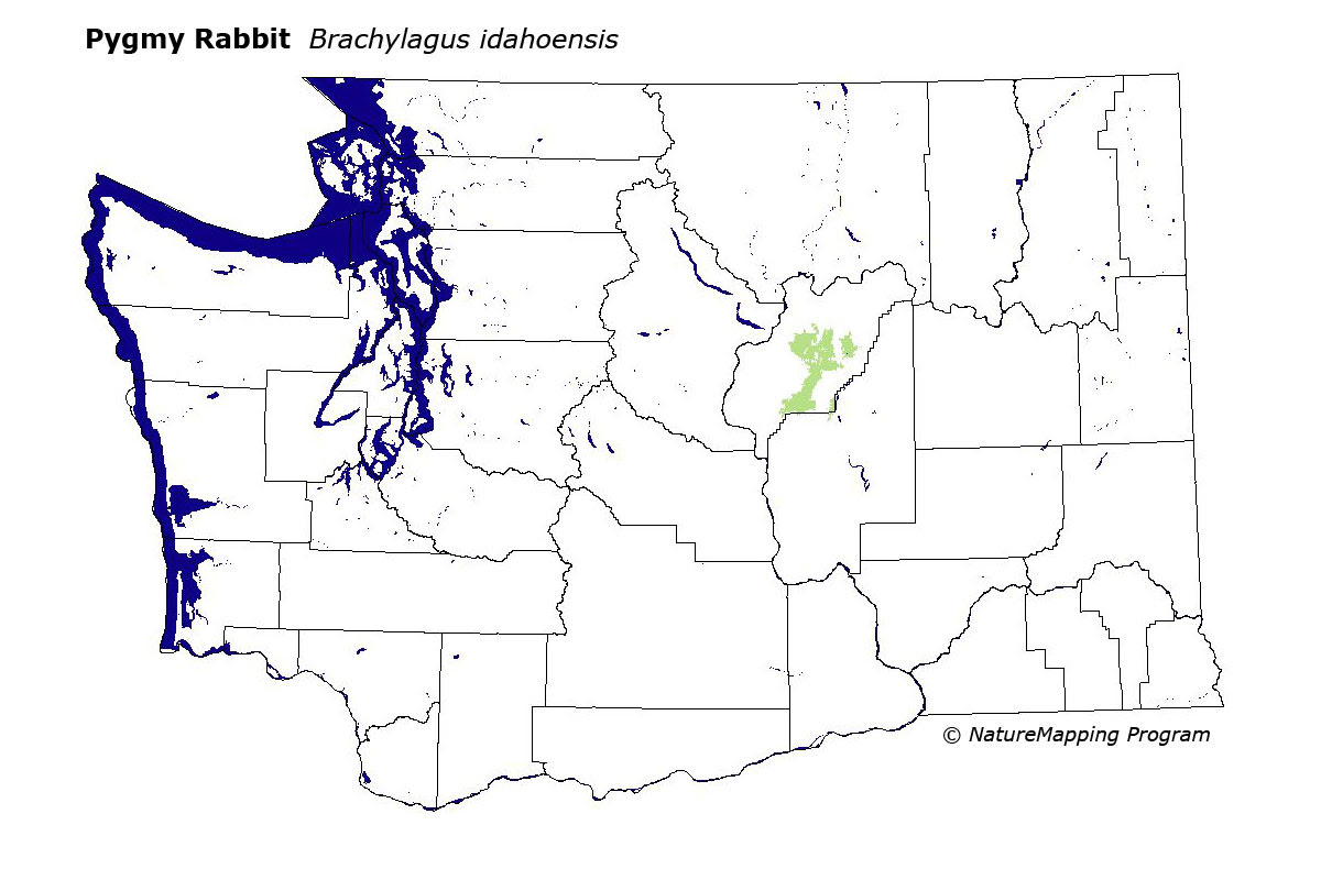 BIO227Fall2015.07: The Columbia Basin Pygmy Rabbit